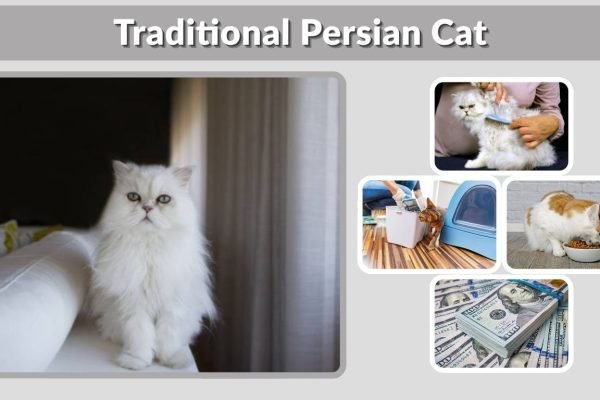 Traditional Persian Cat: Types, Personality and Care Tips