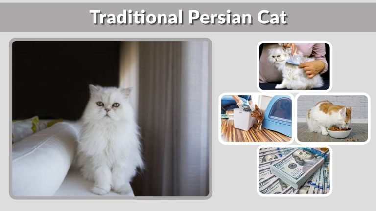 Traditional Persian Cat: Types, Personality and Care Tips