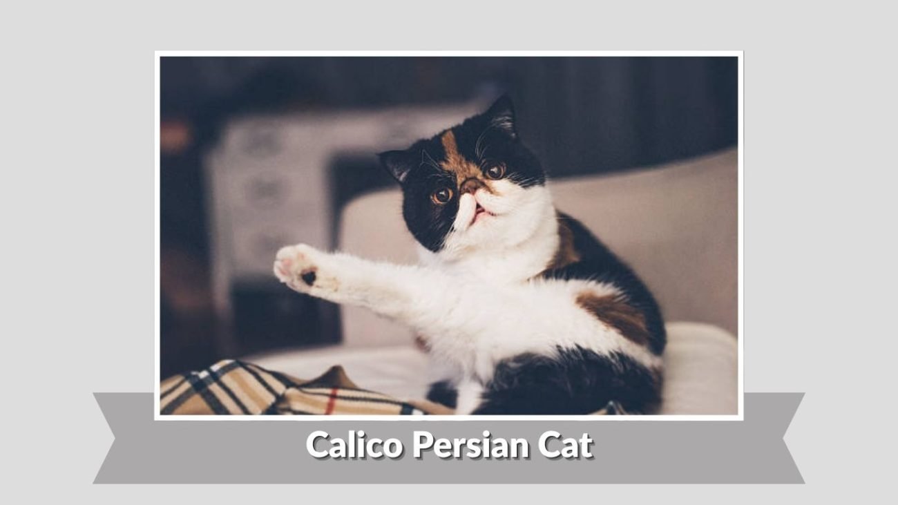 Calico Persian Cat
