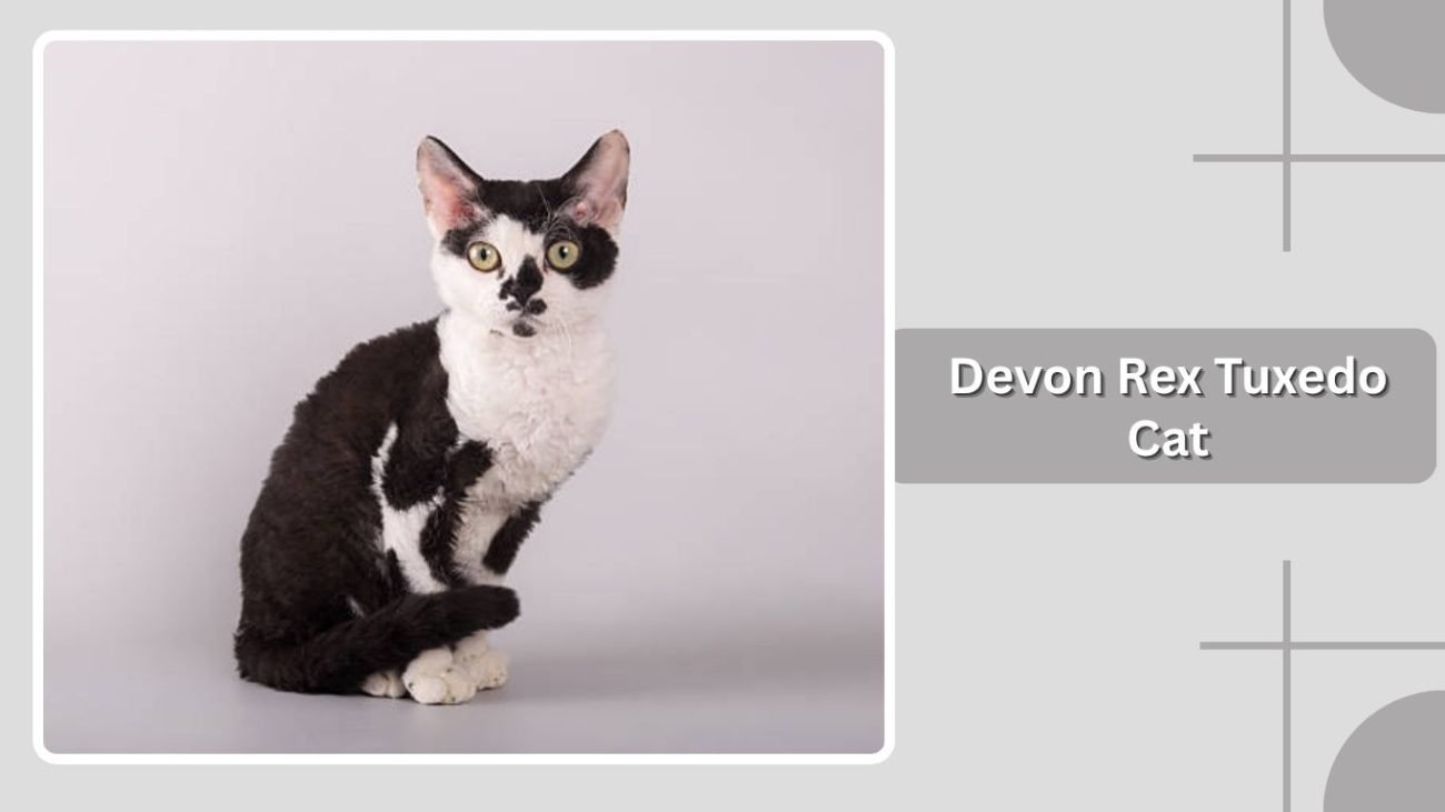 Devon Rex Tuxedo Cat