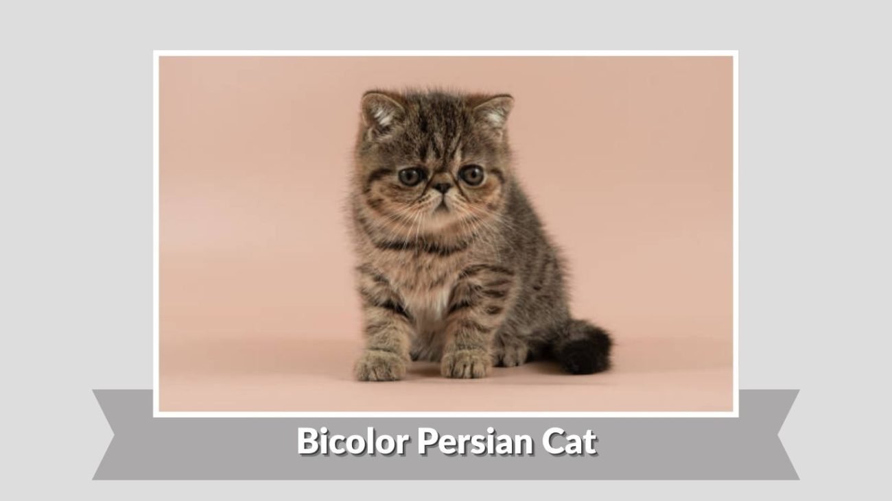 Bicolor Persian Cat