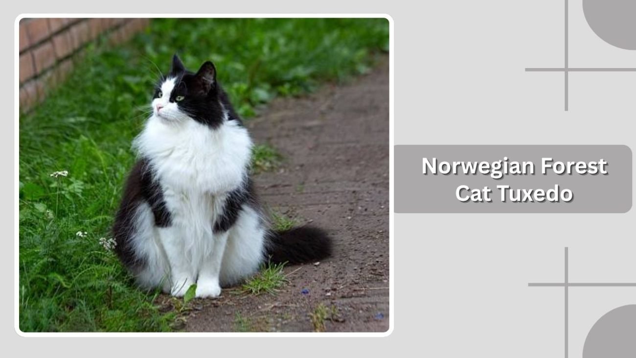 Norwegian Forest Cat Tuxedo