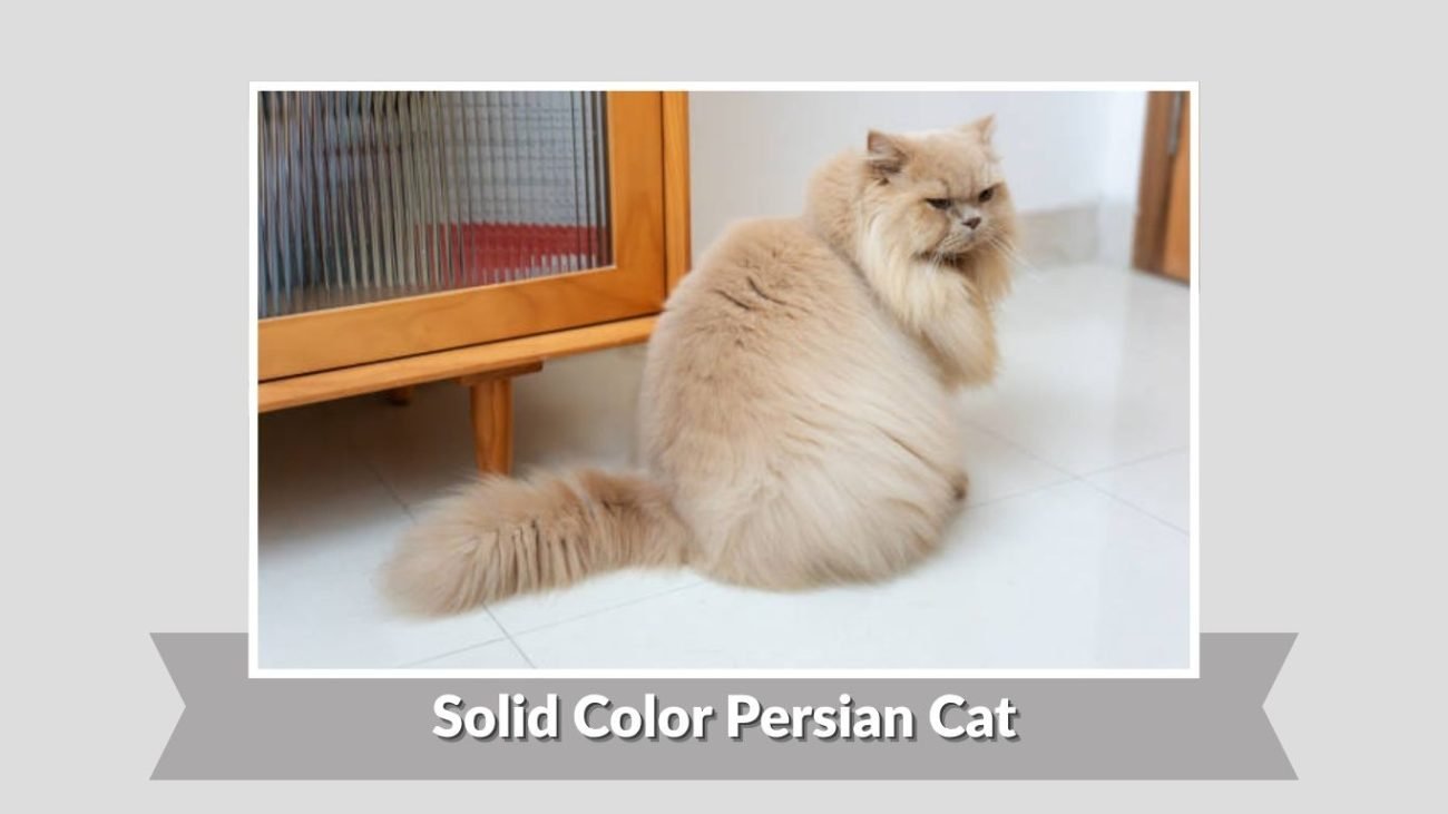 Solid Color Persian Cat