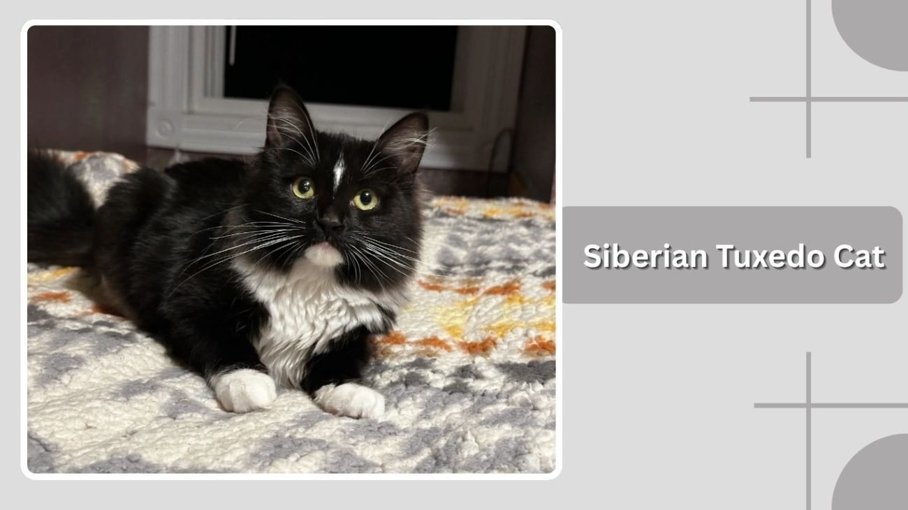 Siberian Tuxedo Cat