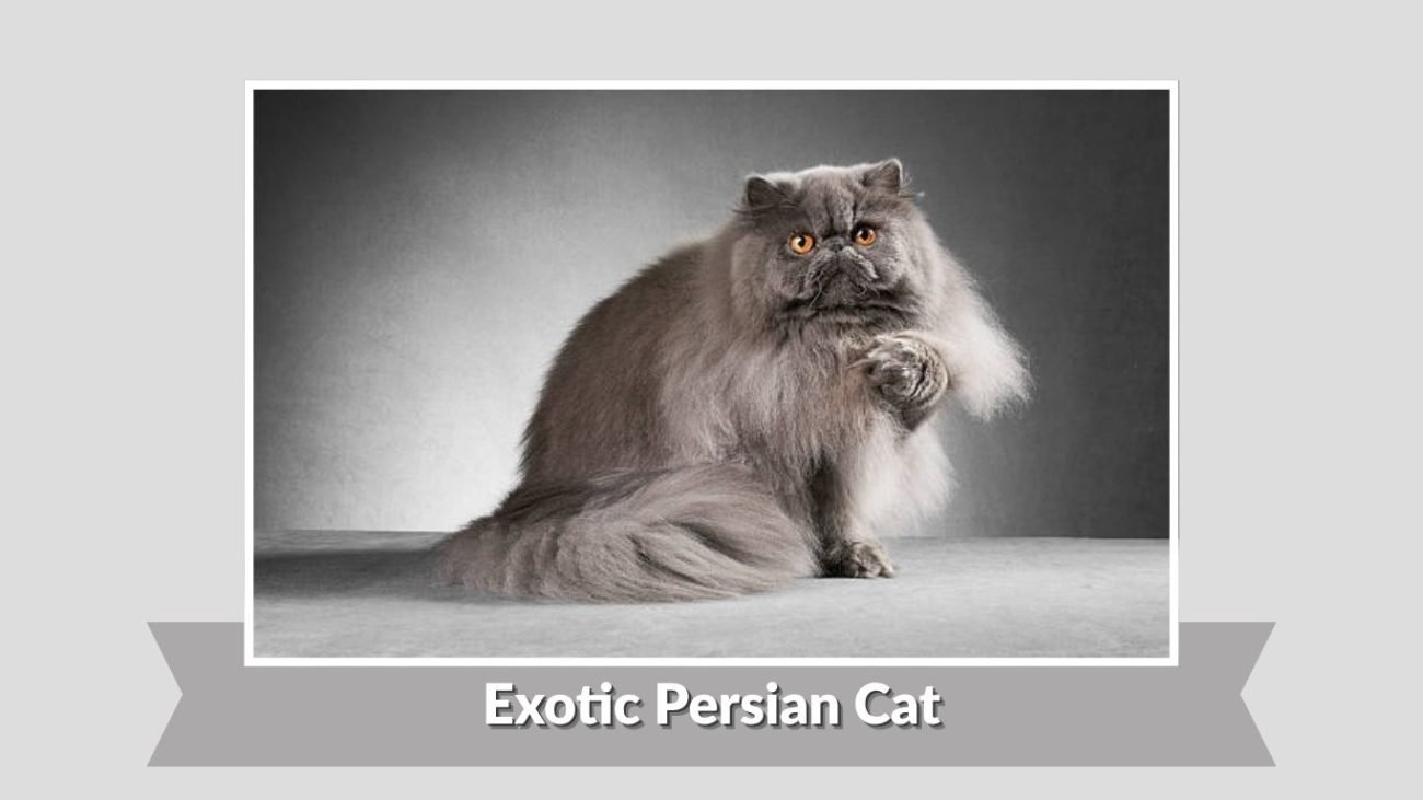 Exotic Persian Cat