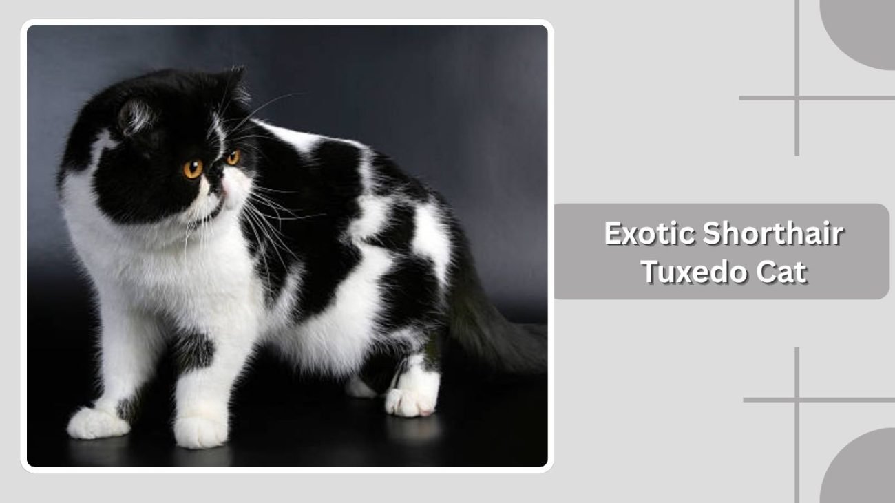Exotic Shorthair Tuxedo Cat