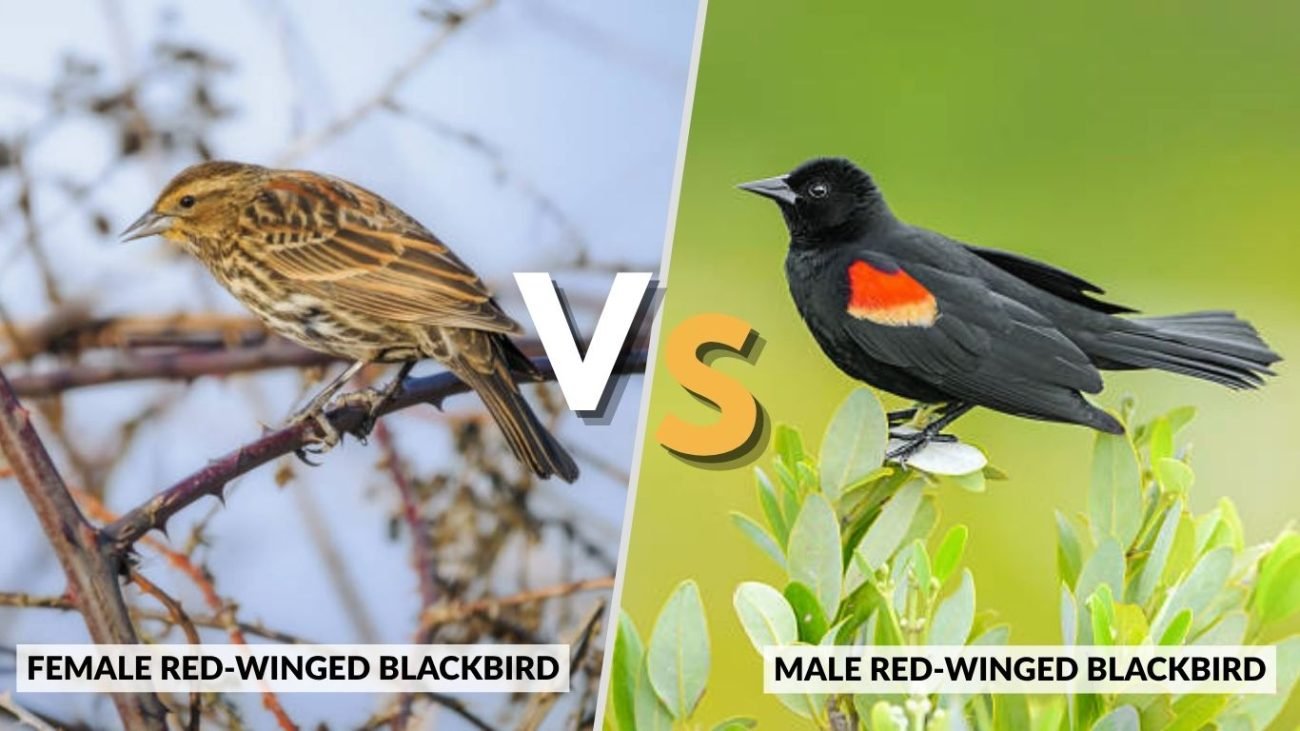 Male vs Female Red-Winged Blackbird