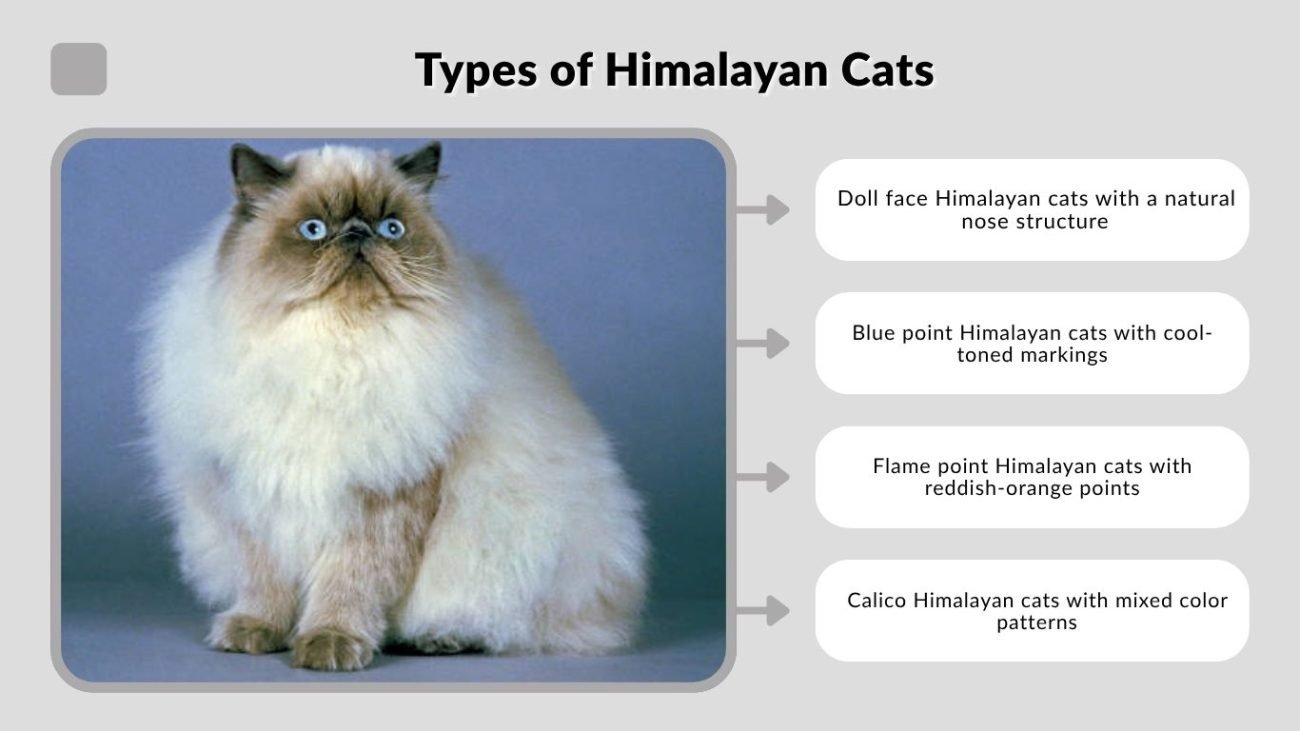 Types of Himalayan Cats