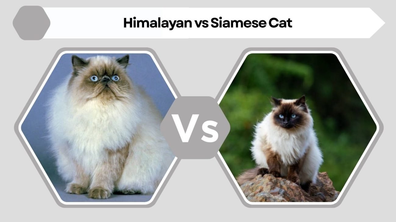 Himalayan vs Siamese Cat