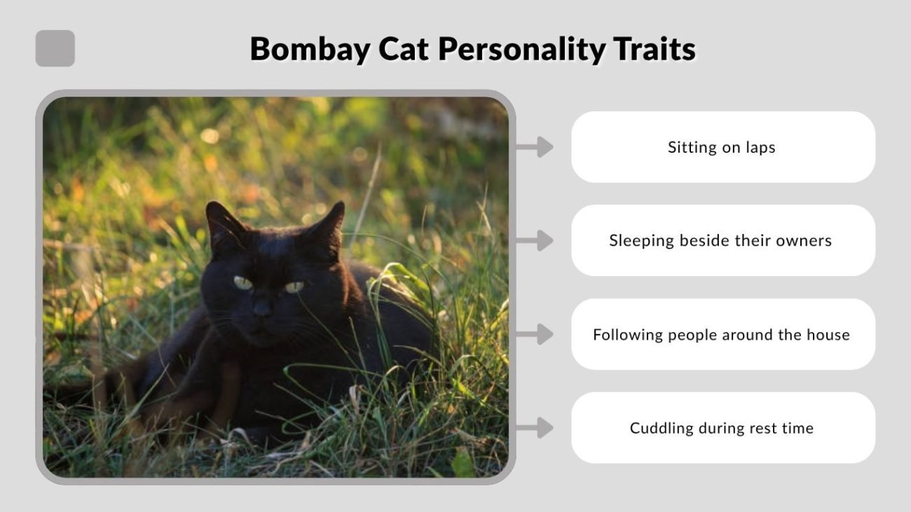 Bombay Cat Personality Traits