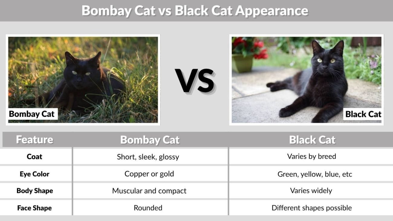 Bombay Cat vs Black Cat Appearance