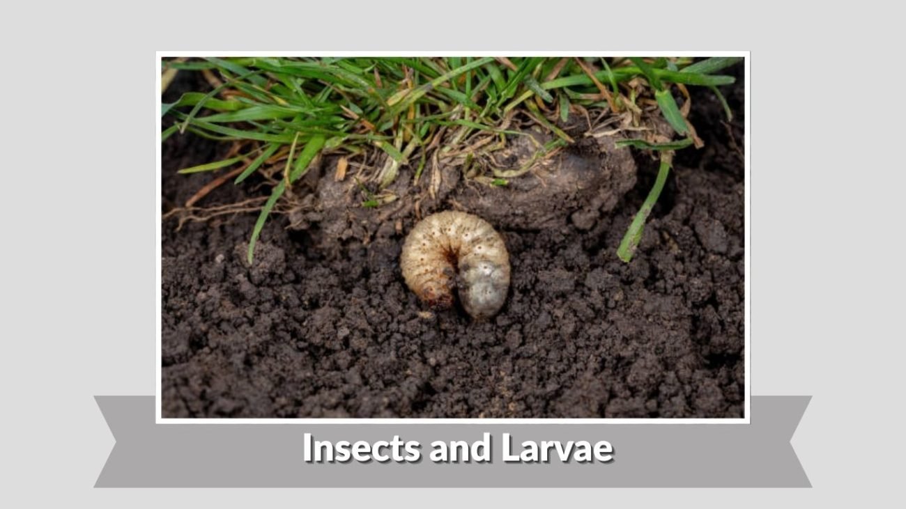 Insects and Larvae