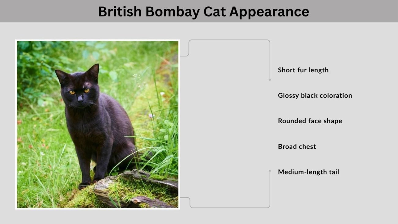 British Bombay Cat Appearance