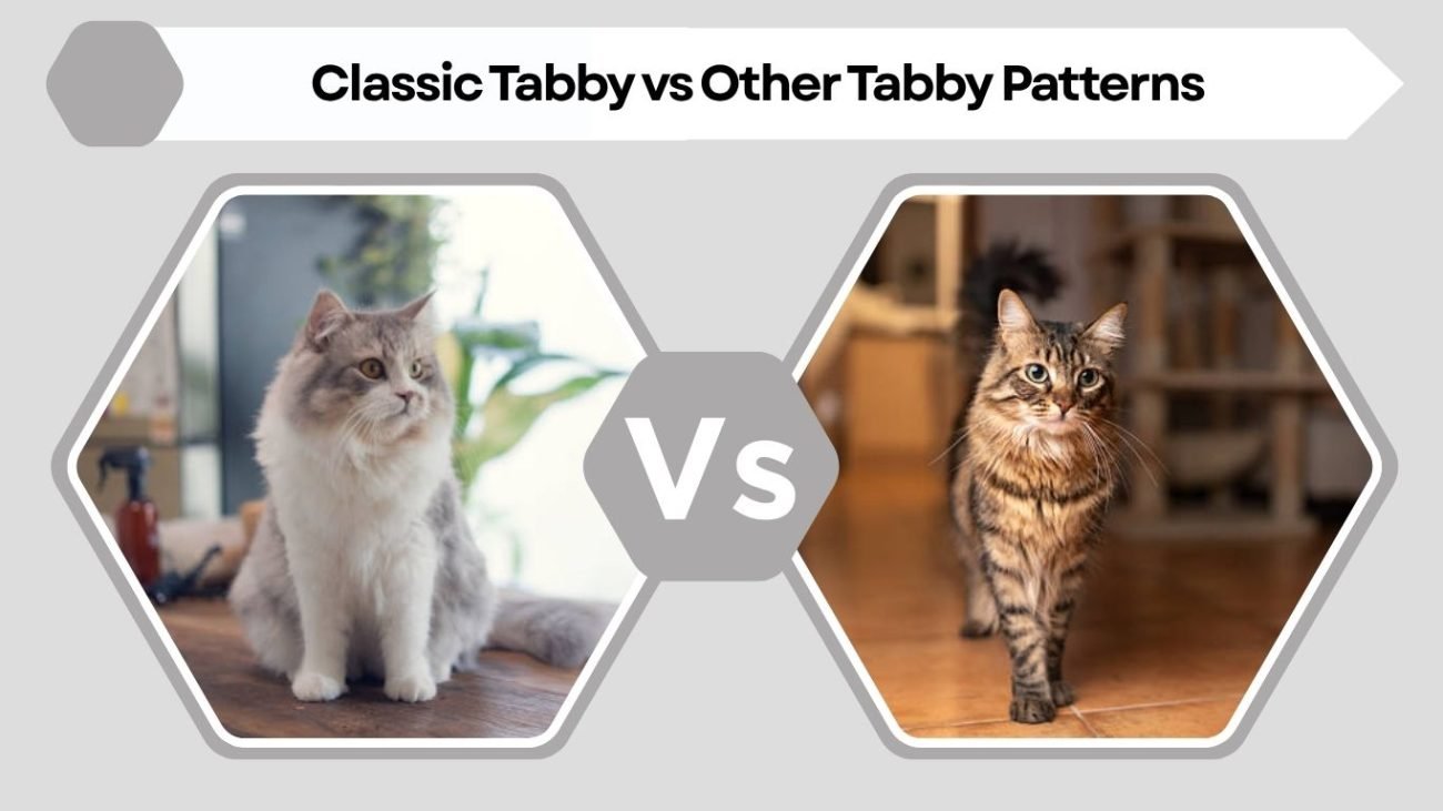 Classic Tabby vs Other Tabby Patterns