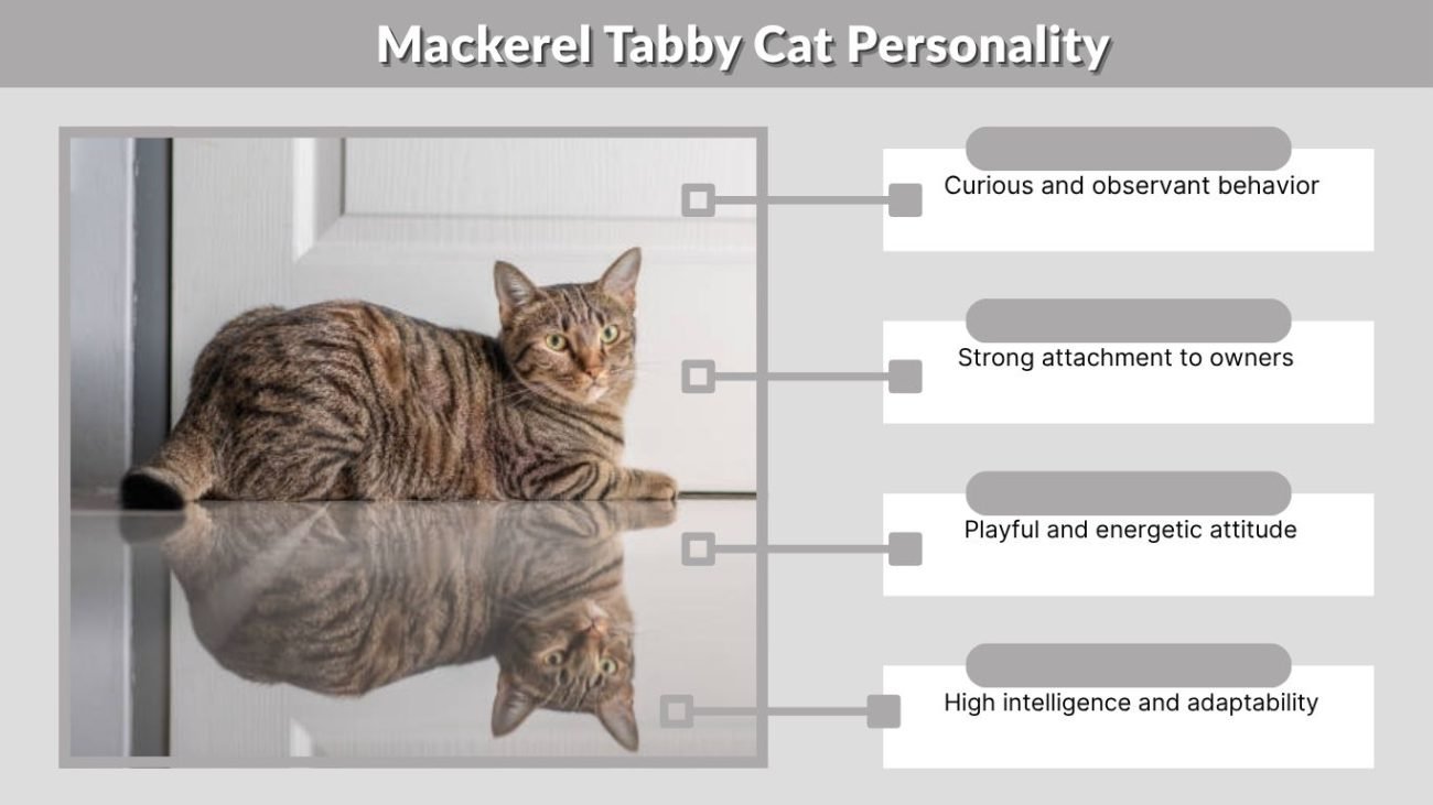 Mackerel Tabby Cat Personality