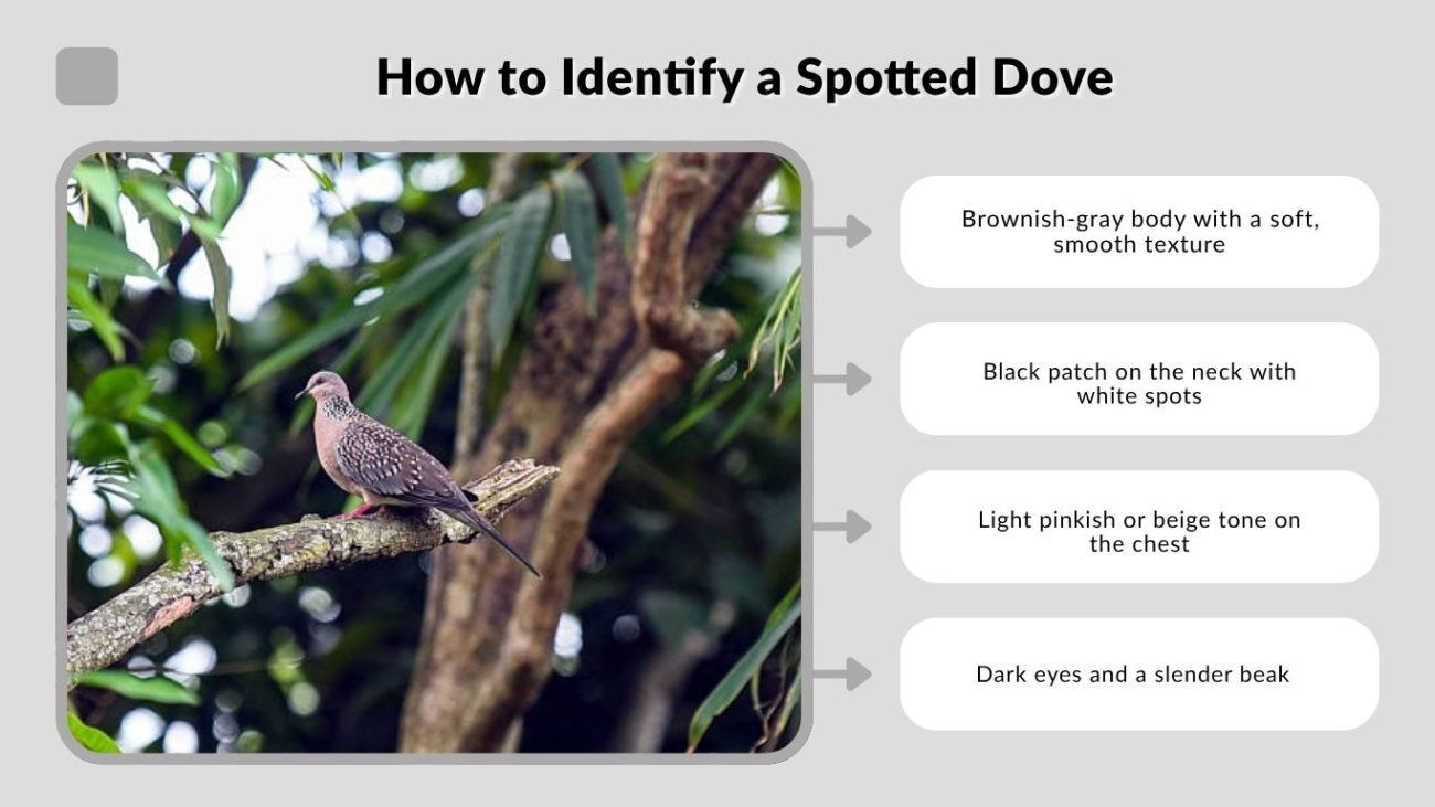 How to Identify a Spotted Dove