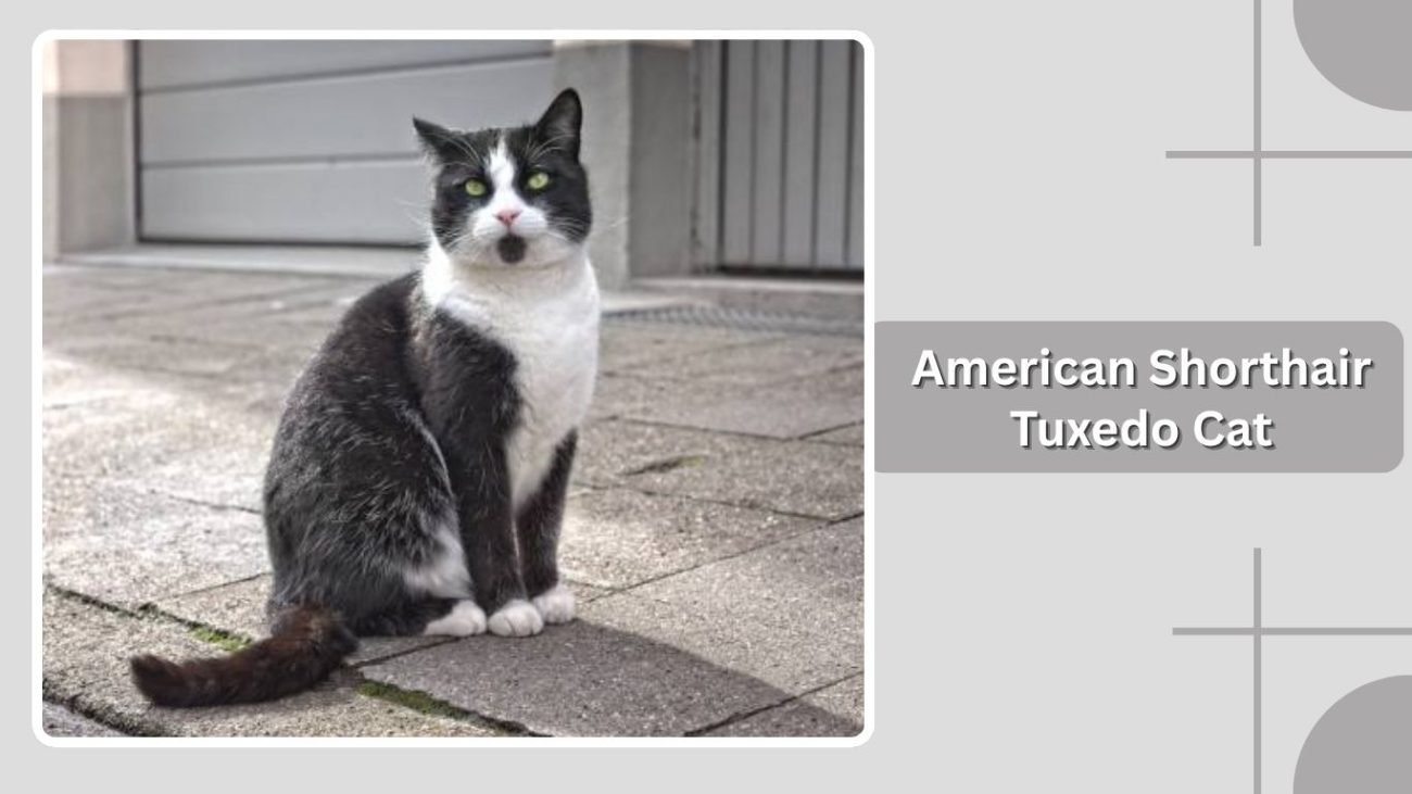 American Shorthair Tuxedo Cat