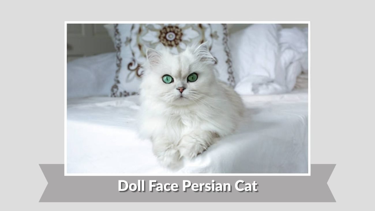 Doll Face Persian Cat