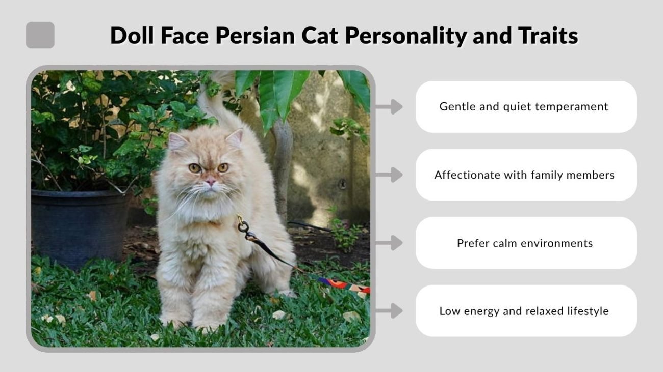 Doll Face Persian Cat Personality and Traits