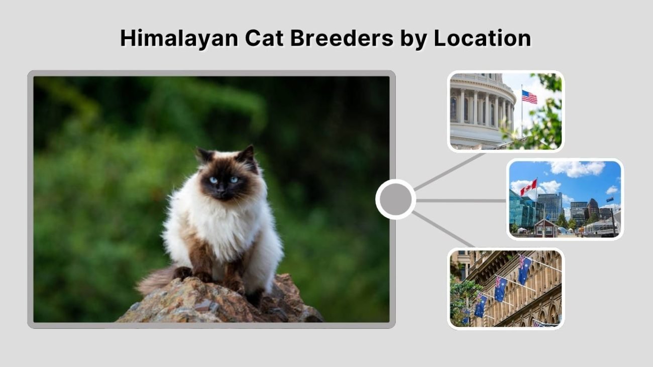 Himalayan Cat Breeders by Location