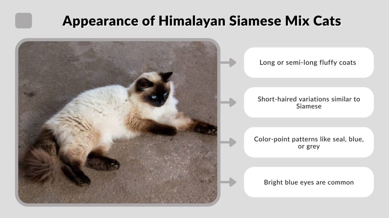 Appearance of Himalayan Siamese Mix Cats