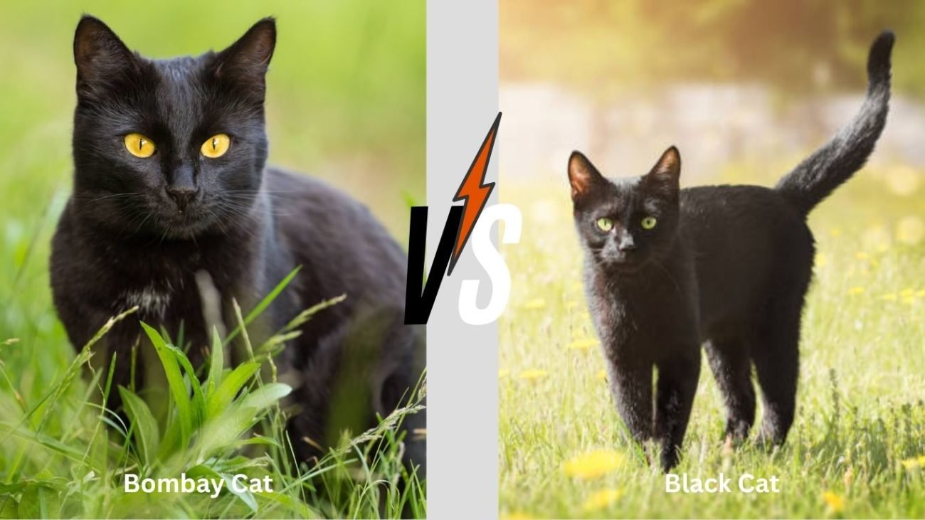 Bombay Cat vs Black Cat Personality