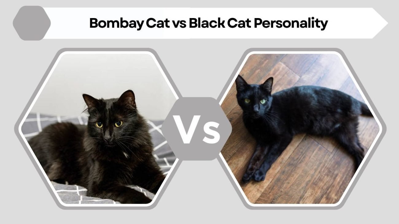 Bombay Cat vs Black Cat Personality
