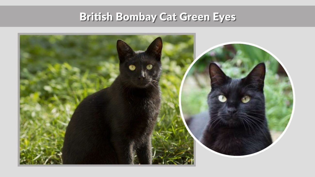 British Bombay Cat Green Eyes