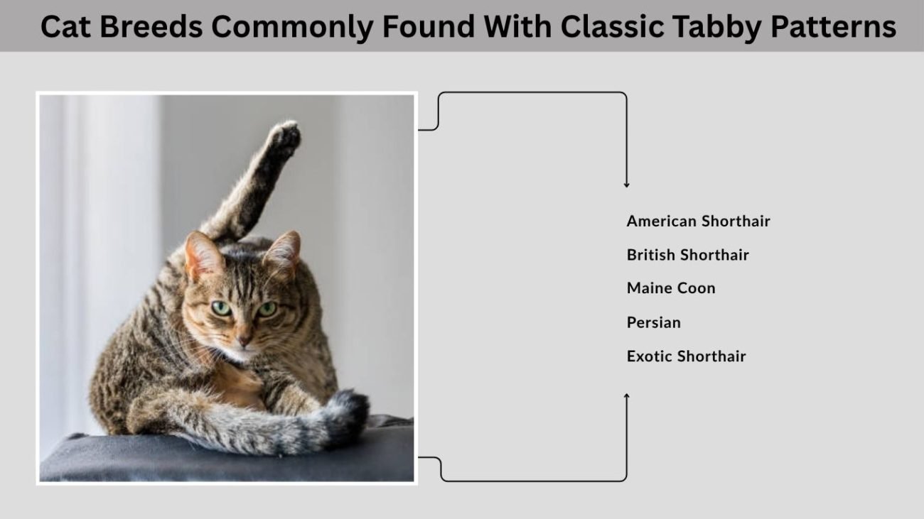 Cat Breeds Commonly Found With Classic Tabby Patterns