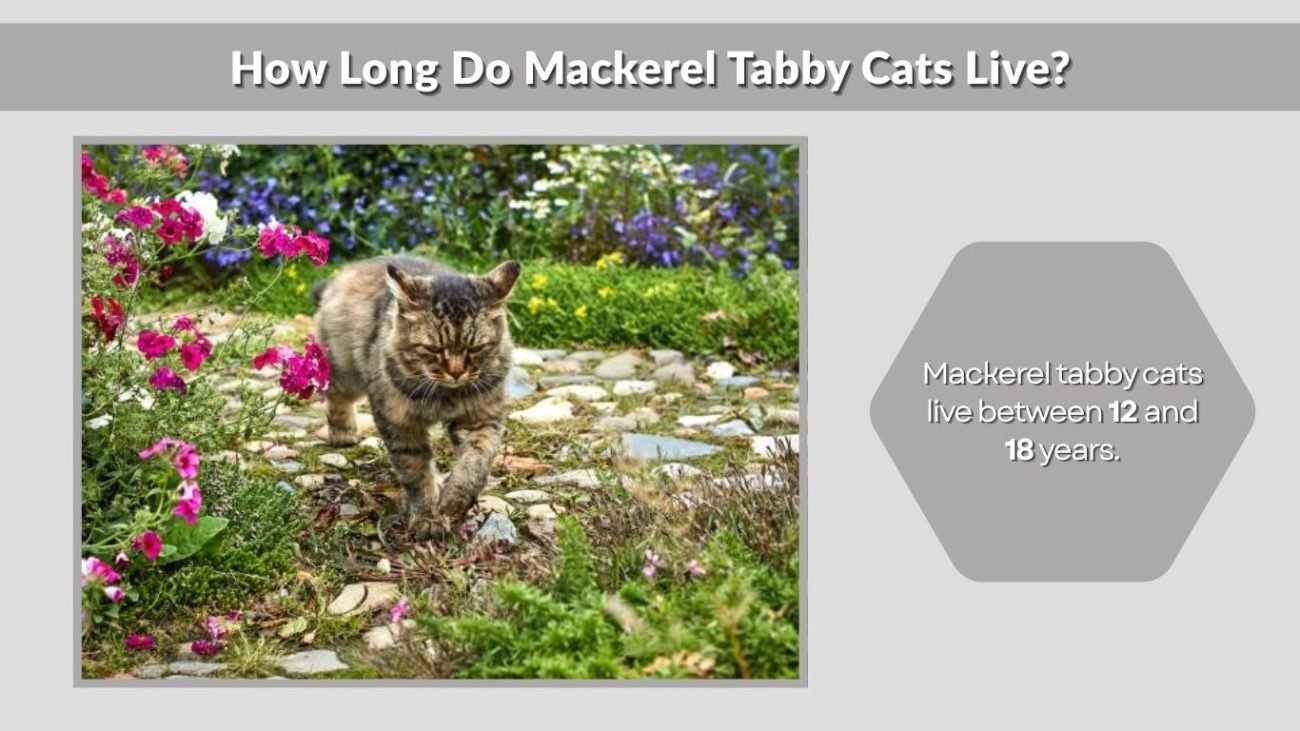 How Long Do Mackerel Tabby Cats Live?