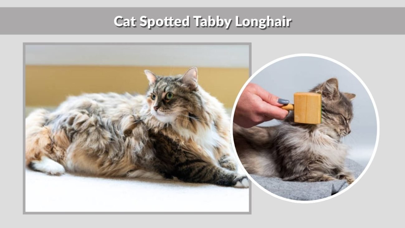 Cat Spotted Tabby Longhair