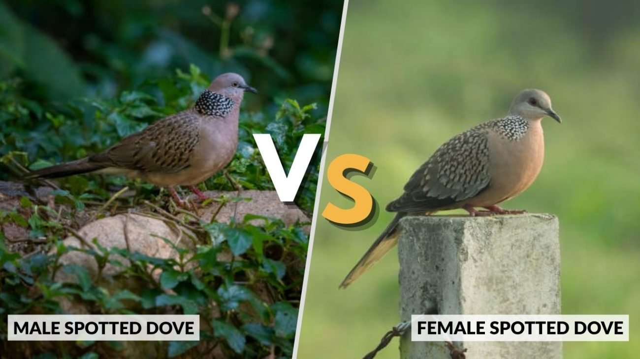 Male vs Female Spotted Dove