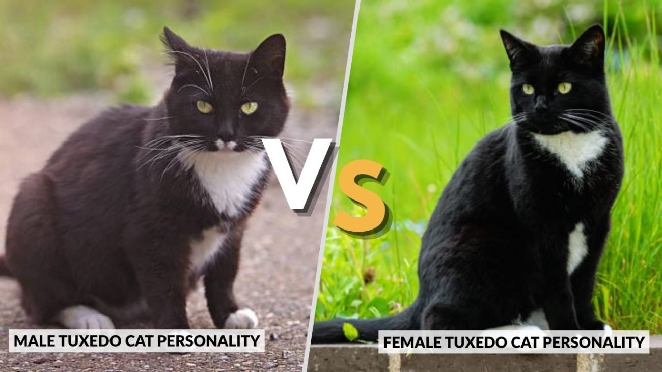 Male vs Female Tuxedo Cat Personality
