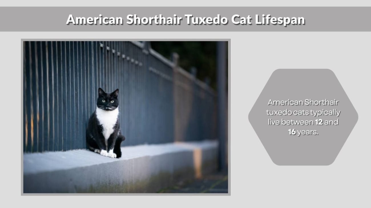 American Shorthair Tuxedo Cat Lifespan