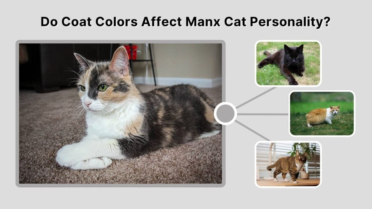 Do Coat Colors Affect Manx Cat Personality?