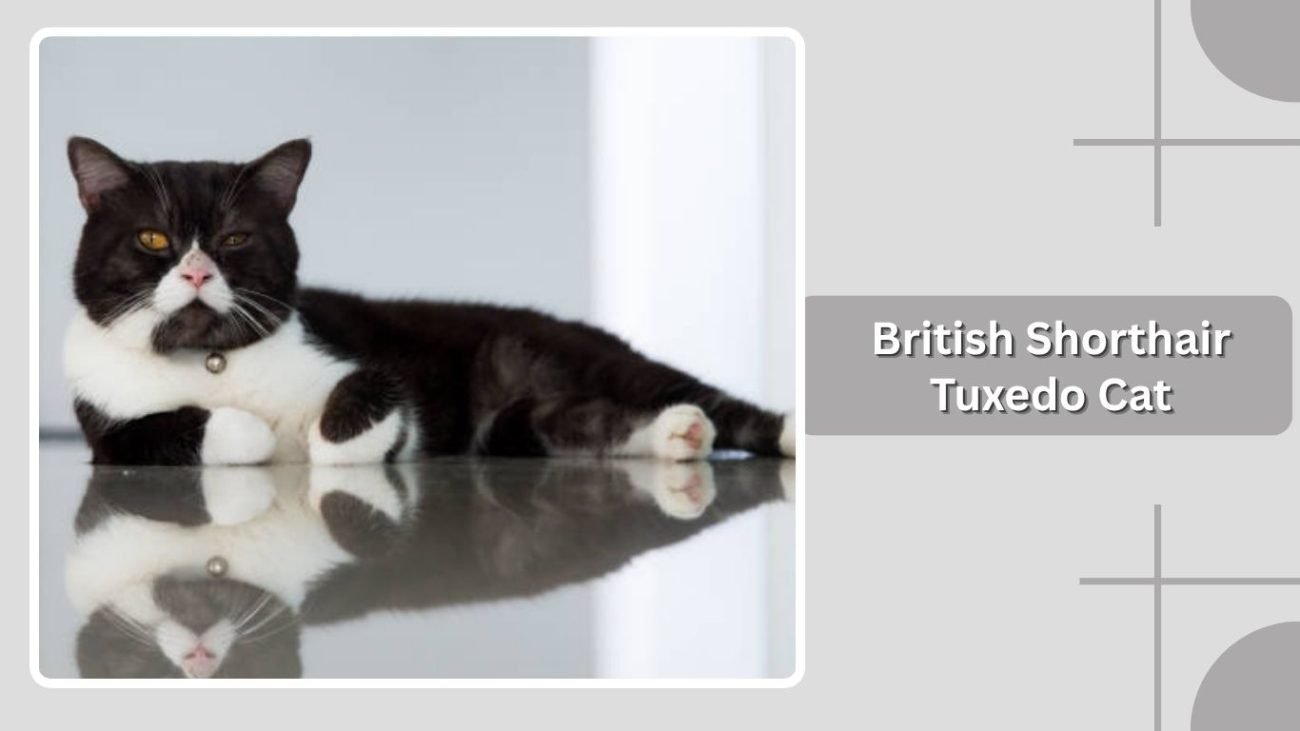 British Shorthair Tuxedo Cat