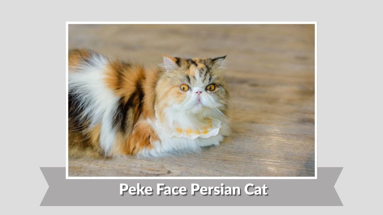 Peke Face Persian Cat