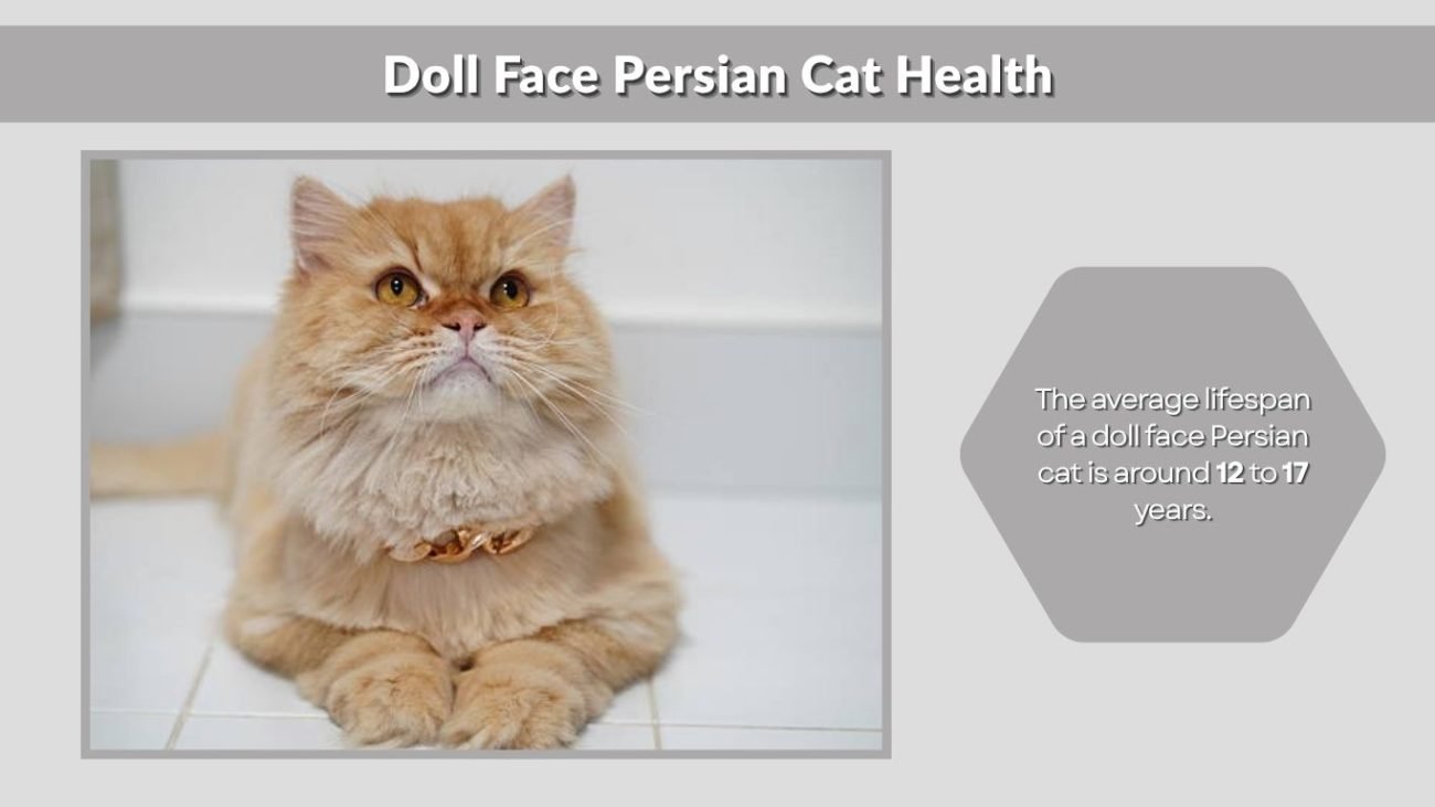 Doll Face Persian Cat Health