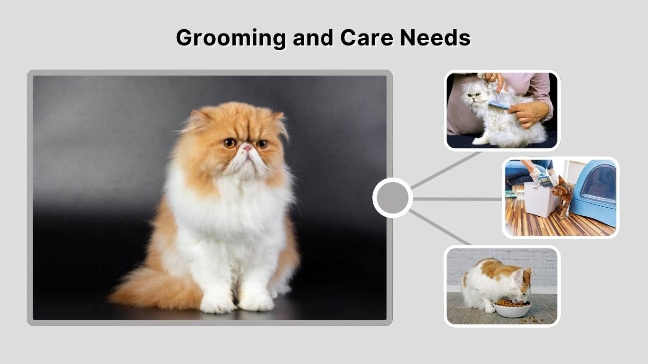 Grooming and Care Needs