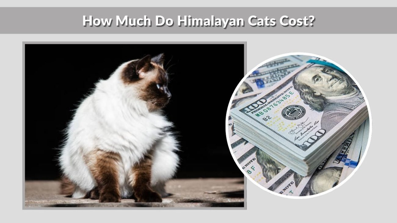 How Much Do Himalayan Cats Cost?