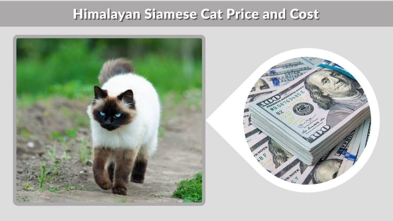 Himalayan Siamese Cat Price and Cost
