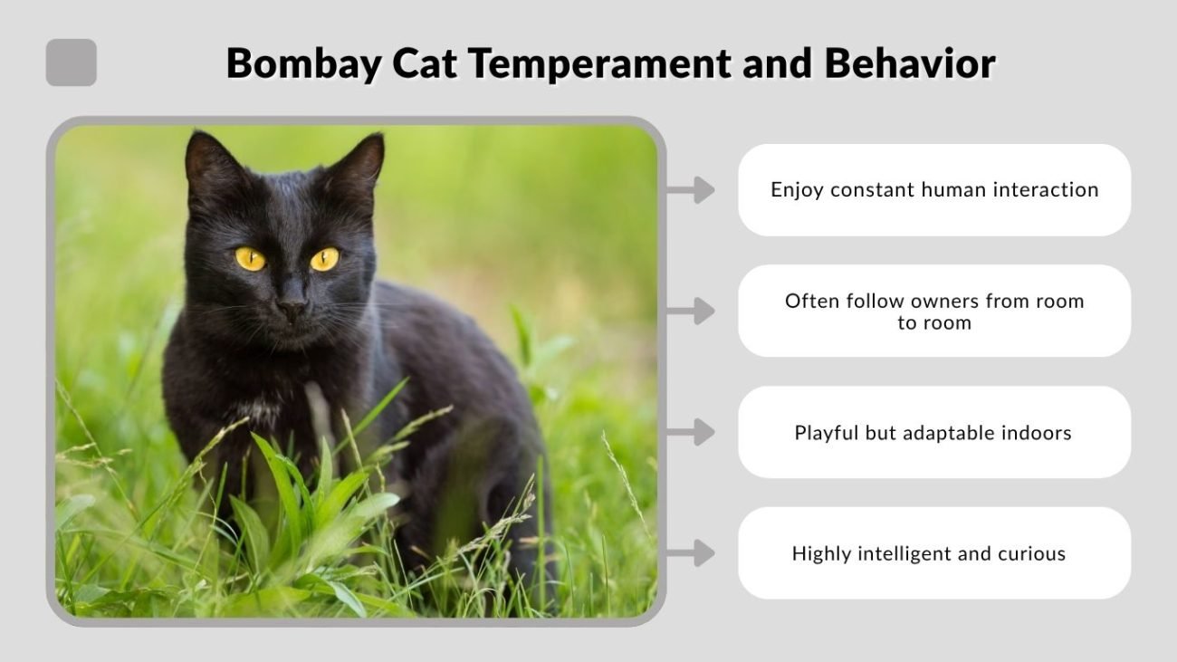 Bombay Cat Temperament and Behavior