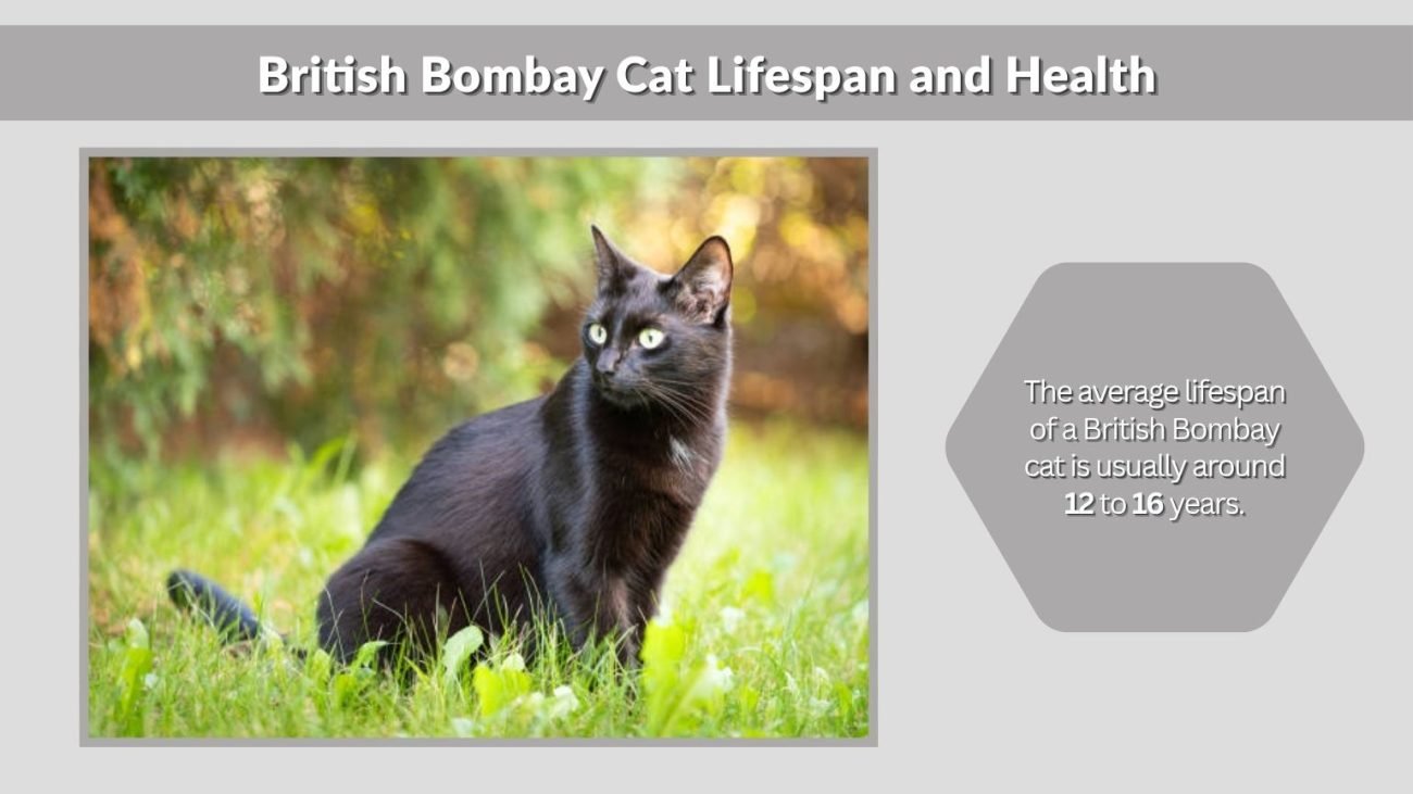 British Bombay Cat Lifespan and Health