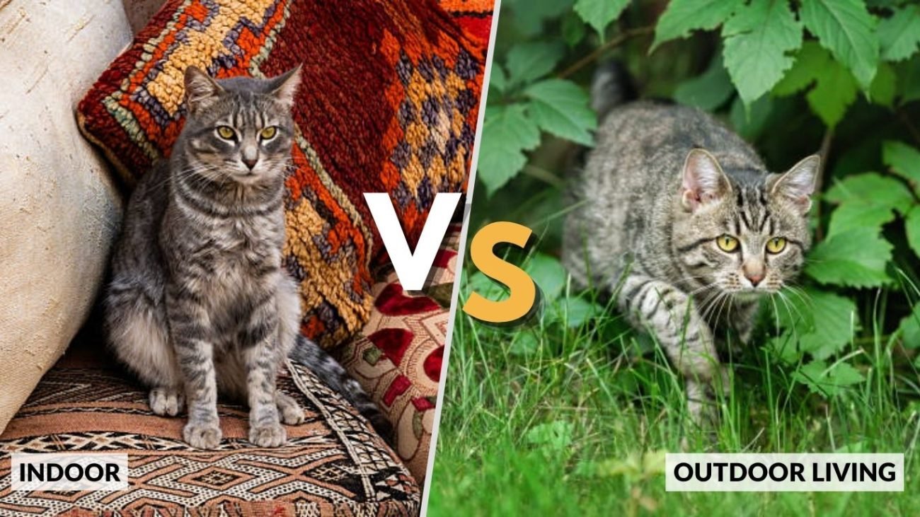 Indoor vs Outdoor Living