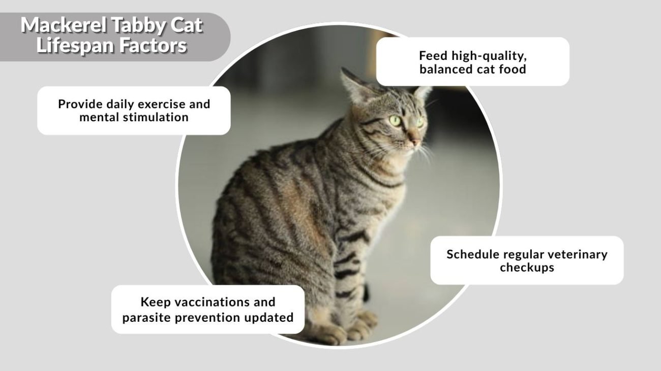 Mackerel Tabby Cat Lifespan Factors