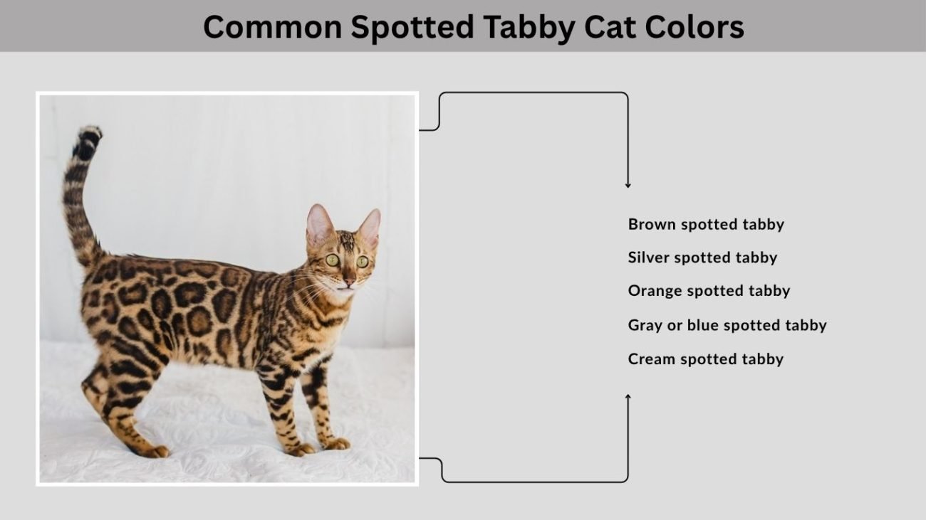 Common Spotted Tabby Cat Colors