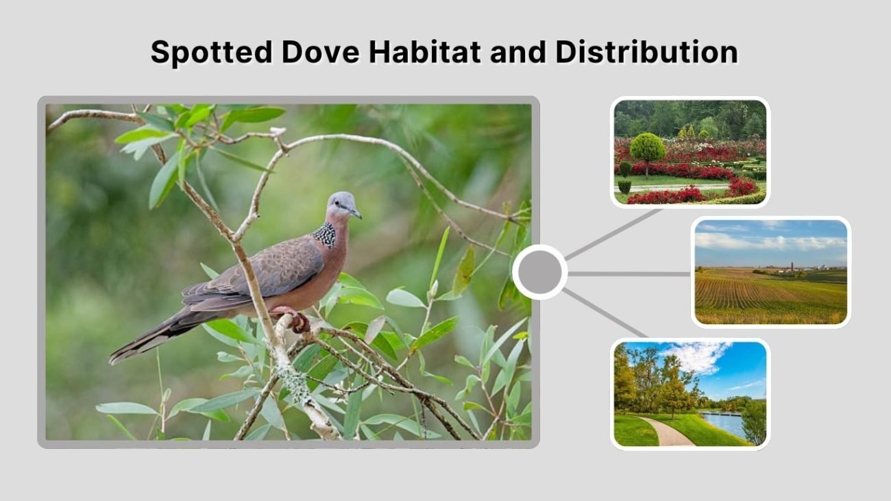 Spotted Dove Habitat and Distribution