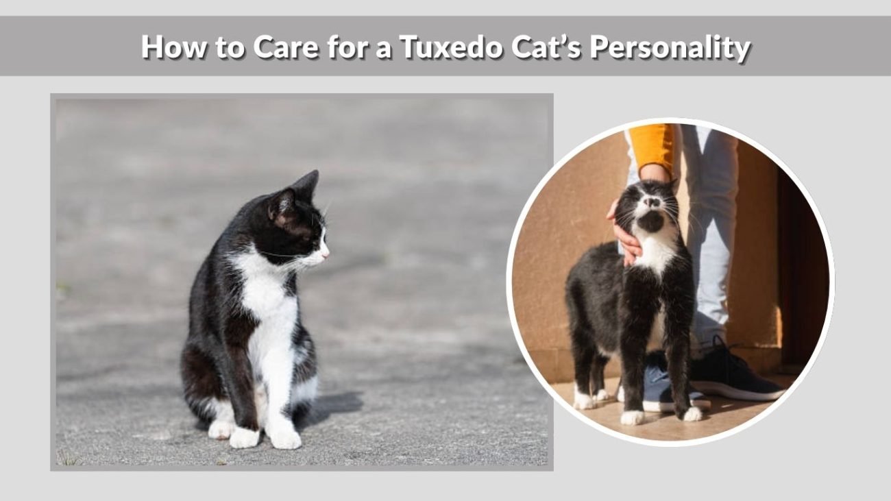 How to Care for a Tuxedo Cat’s Personality