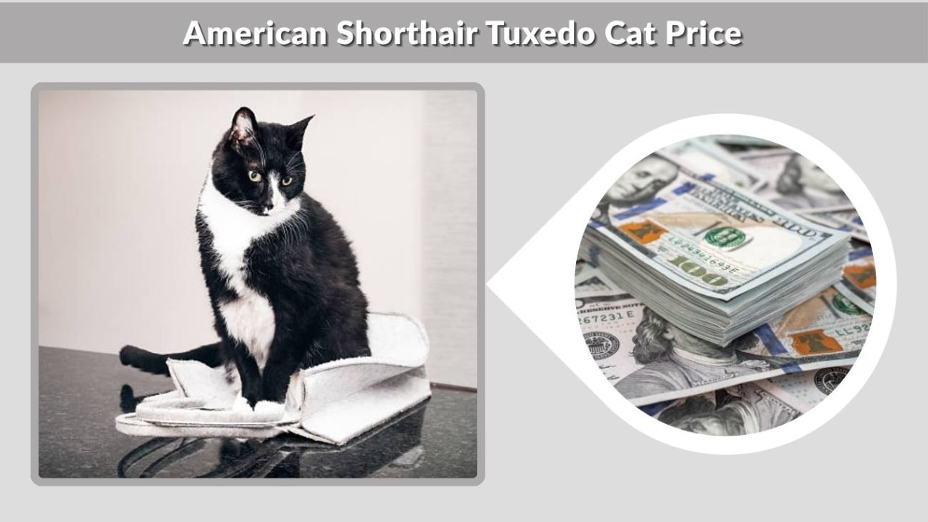 American Shorthair Tuxedo Cat Price