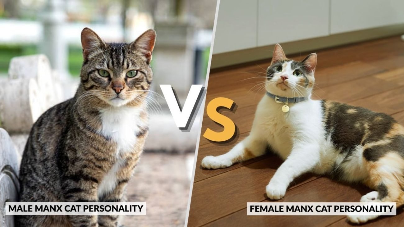 Male vs Female Manx Cat Personality